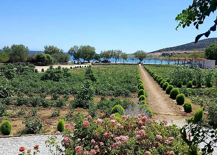 Seaside Ktima Kaparos Paros * Δρυός
