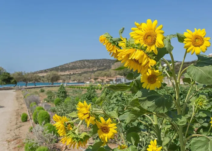 Βίλα Seaside Ktima Kaparos Paros