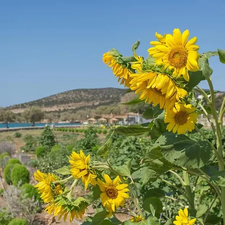 Villa Seaside Ktima Kaparos Paros